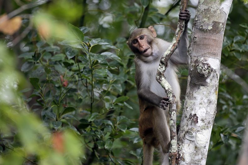 En esta imagen del 10 de noviembre de 2017 se ve a un macaco Rhesus que observa a quienes navegan en kayak por el río Silver, en Silver Springs, Florida. (AP Foto/John Raoux, Archivo)