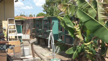 roban decenas de palomas dentro de una vivienda en westchester