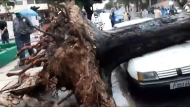 un arbol cayo sobre un auto tras las intensas lluvias en la habana