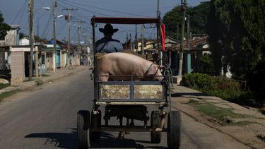 Un hombre conduce un carro tirado por caballos con su cerdo en San Nicolás, Cuba, el viernes 19 de mayo de 2023. (AP Foto/Ramón Espinosa)