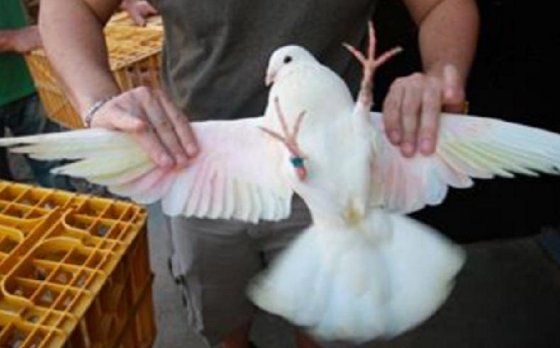 palomas mensajeras.png