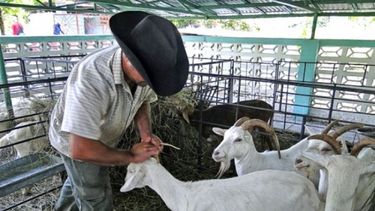 prohiben cria de ganado menor en zona especial de mariel