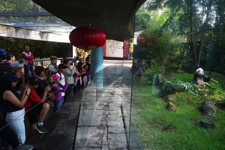 Visitantes observan a Xin Xin, la panda de 35 años nacida en México, mientras come bambú en su recinto en el zoológico de Chapultepec, en Ciudad de México, el jueves 14 de agosto de 2025. (AP Foto/Eduardo Verdugo)