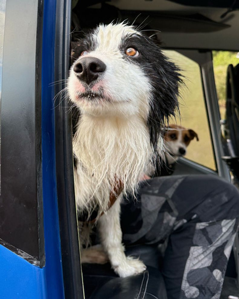 En esta foto publicada por Precision Helicopters Ltd, Molly asoma la cabeza por la puerta de un helicóptero tras ser rescatada en una cascada del río Arahura, en Nueva Zelanda, el 31 de marzo de 2026. (Precision Helicopters Ltd vía AP)