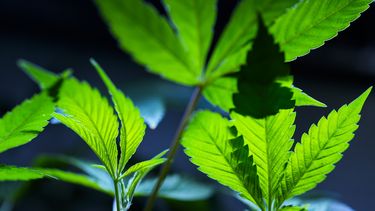 ARCHIVO - Clones de cannabis se exhiben para los clientes en el dispensario Home Grown Apothecary, el 19 de abril de 2024, en Portland, Oregon. (AP Foto/Jenny Kane, archivo)