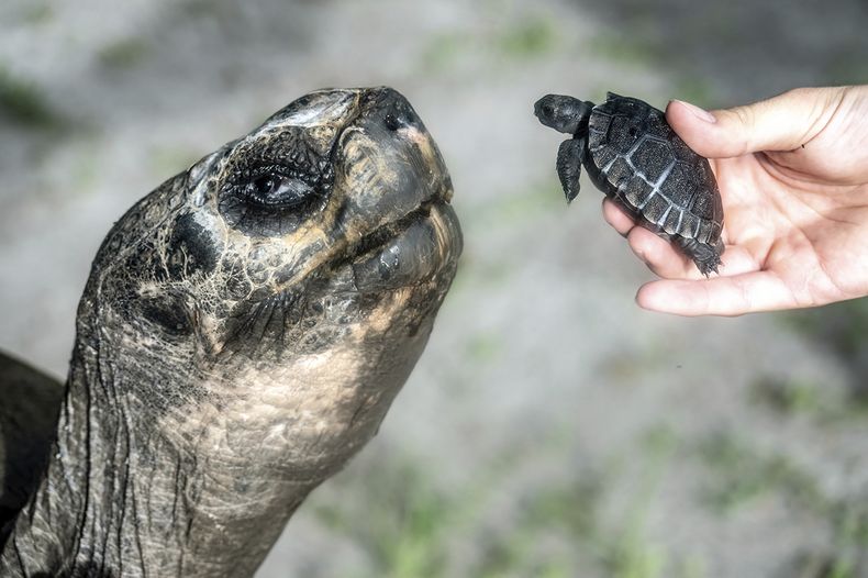 En esta imagen proporcionada por el Zoo de Miami, Goliath, una tortuga terrestre de Galápagos de 234 kilos (517 libras) en el Zoo, conoce a su primera cría, el 12 de junio de 2025 en Miami. (Zoo de Miami via AP)