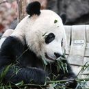 El Zoológico de Washington envía a China al panda Bei Bei