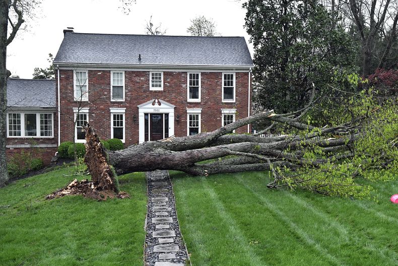 Un árbol derribado por la tormenta en Prospect, Kentucky, el 2 de abril de 2024. (Foto AP /Timothy D. Easley)