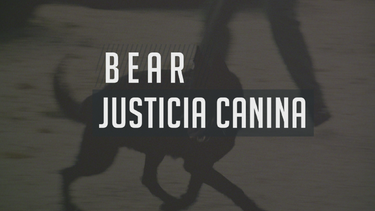 bear: justicia canina