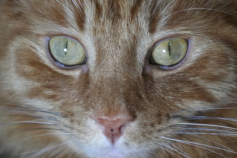 Un gato posa para una foto en Londres, el 4 de febrero de 2025. (AP Foto/Kirsty Wigglesworth)