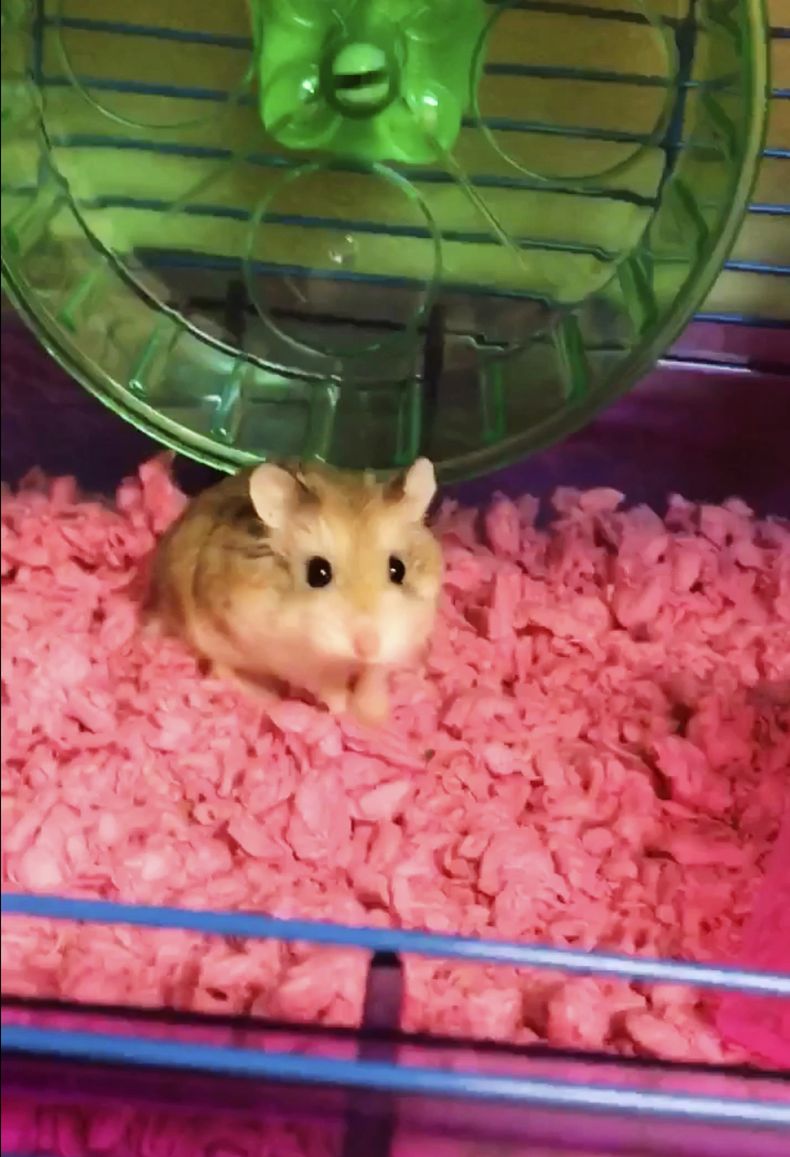 AMN-GEN_HAMSTER_AL_INODORO-0.jpg