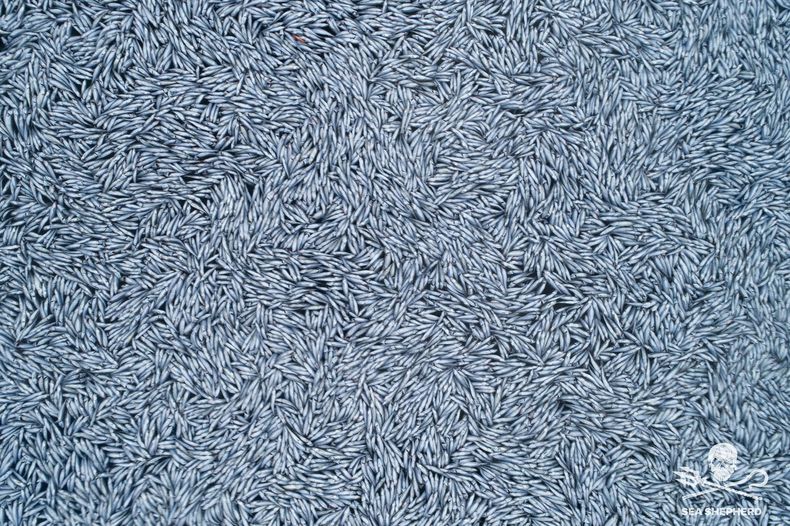 EUR-GEN FRANCIA-PECES MUERTOS