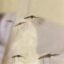 Dengue y chikungunya: Sudamérica en alerta ante el riesgo de una nueva epidemia