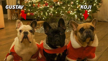 recuperan los 2 perros robados de lady gaga
