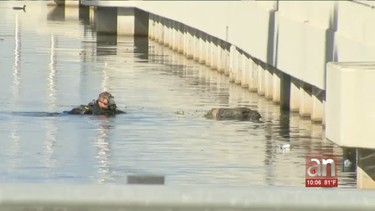 encuentran un cadaver flotando en un canal de hialeah