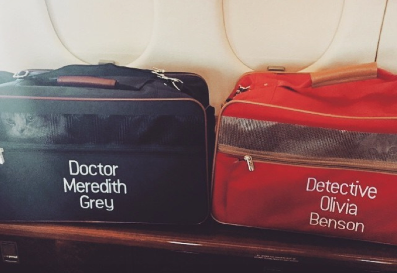 Taylor Swift bolsos gatos