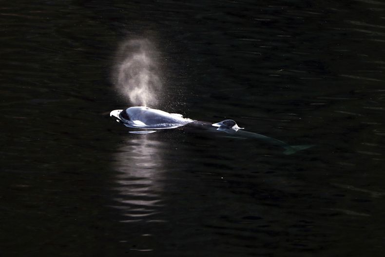 Una cría de orca de dos años nada en Little Espinosa Inlet, cerca de Zeballos, Columbia Británica, el viernes 19 de abril de 2024. (Chad Hipolito/The Canadian Press via AP)