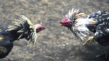 nace peticion para evitar prohibicion de peleas de gallo en la isla