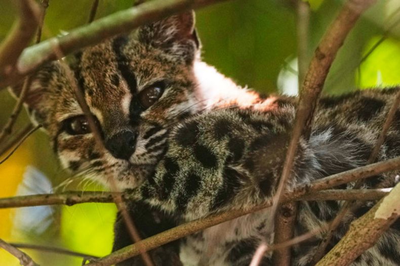 Un pequeño felino silvestre moteado, identificado como una nueva especie —Leopardus tilcayo—, descansa en el santuario de vida silvestre Senda Verde, el domingo 20 de septiembre de 2026, en la región boliviana de los Yungas, cerca de Coroico. (AP Foto/Juan Karita)