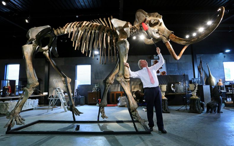 ARCHIVO - Foto de archivo, 23 de septiembre de 2014, de James Rylands, subastador de la casa Summers Place Auctions, preparando el esqueleto de un mamut lanudo de la Era Glacial en Londres. El esqueleto fue vendido por 300.000 d&oacute;lares el mi&eacute;