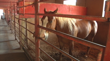 se roban dos caballos valorados en miles de dolares en un rancho en la ciudad de hialeah