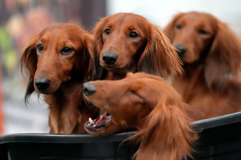 ARCHIVO – Cuatro dachshunds esperan en la canasta de un criador en una exposición canina en Dortmund, Alemania, el viernes 8 de noviembre de 2024. (AP Foto/Martin Meissner, Archivo)