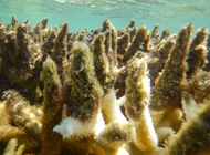 el blanqueamiento vuelve a afectar a gran barrera de coral