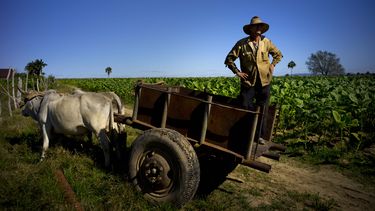 FOTOS AP: El cultivo de tabaco en Cuba, atracción turística