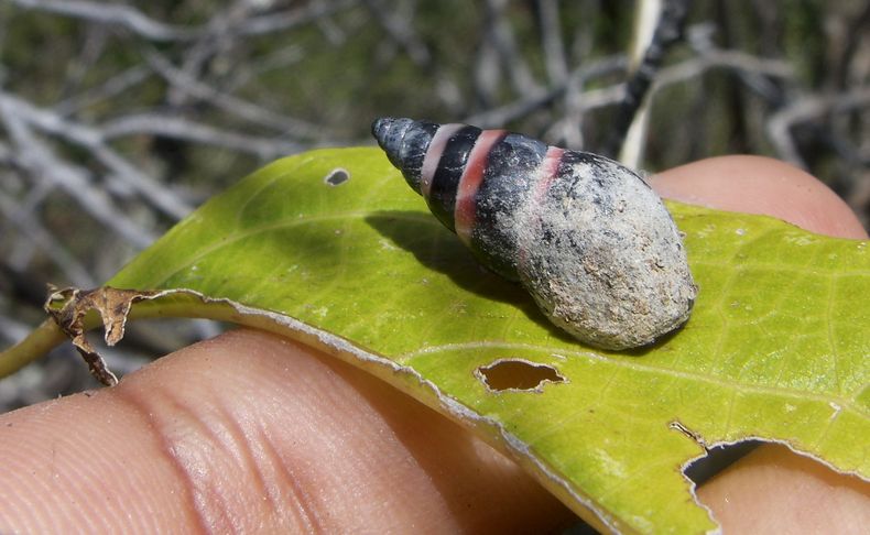 Foto del 23 de agosto de 2014, provista por la Fundaci&oacute;n Islas Seychelles, de un caracol anillado de Aldabra (Rhachistia aldabrae) en el lugar donde fue descubierto, en la isla Malabar, atol&oacute;n de Aldabra, Seychelles. Se cre&iacute;a que esta