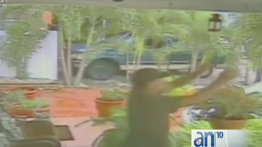 la policia busca un sujeto que robo una planta exotica de una casa de la pequena habana