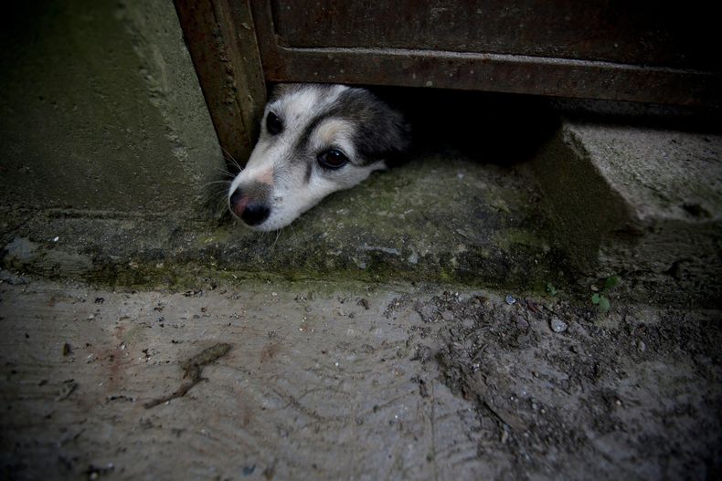 REP-GEN_VENEZUELA-MASCOTAS_CRISIS-8.jpg