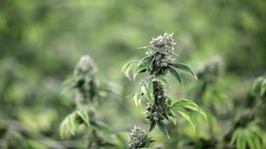 Empresas dejan de aplicar pruebas de marihuana