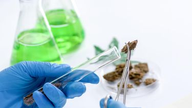 sigue la apuesta por el cannabis medicinal