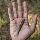 Esta fotografía proporcionada por Yousuke Kaifu muestra un fragmento de hueso de brazo excavado en la isla indonesia de Flores. Un nuevo estudio indica que los ancestros de una especie humana apodada hobbits eran aún más pequeños. (Yousuke Kaifu vía AP)