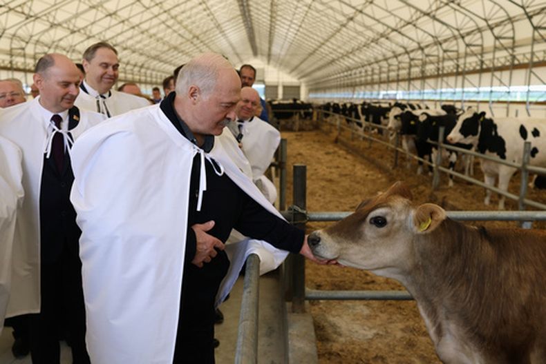 Foto entregada por el Departamento de Prensa de la Presidencia de Bielorrusia que muestra al presidente bielorruso Alexander Lukashenko en una granja en el Distrito Uzda de la Región de Minsk, Bielorrusia, el 19 de junio del 2026. (Departamento de Prensa de la Presidencia de Bielorrusia via AP)
