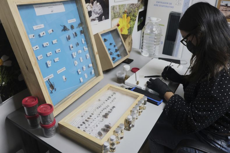 Una especialista analiza insectos y otros animales invertebrados recolectados de enterramientos clandestinos en Jalisco, que son estudiados como parte de un proyecto para ayudar en la búsqueda de personas desaparecidas en México durante décadas de violencia de los cárteles, en Guadalajara, México, el viernes 11 de julio de 2025. (AP Foto/Alejandra Leyva)