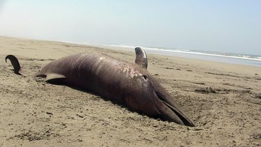 americateve | El cad&aacute;ver de un delf&iacute;n yace sobre la playa en Puerto Et&eacute;n en Lambayeque, Per&uacute;, el s&aacute;bado 4 de enero de 2014. M&aacute;s de 400 delfines fueron hallados muertos el mes pasado en playas del Oc&eacute;ano Pac&iacute;fico d
