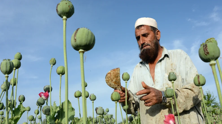 Los talibanes habían anunciado que prohibirían el opio en Afganistán, pero crecen el consumo y el mercado negro