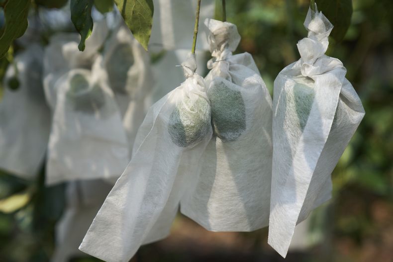 Aguacates envueltos en bolsas de polipropileno crecen en una planta que está en busca de cumplir los requisitos para exportar a los Estados Unidos, en San Miguel Dueñas, Guatemala, el miércoles 23 de abril de 2025. (AP Foto/Moisés Castillo)