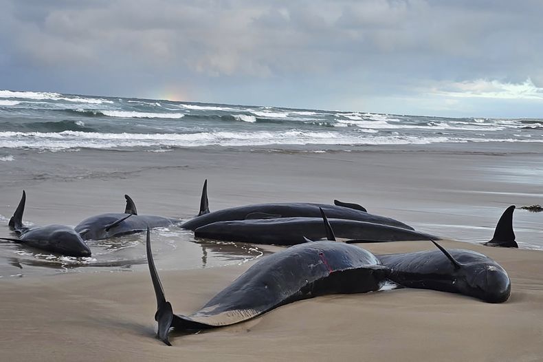 En esta fotografía proporcionada por Jocelyn Flint, varios ejemplares de falsas orcas están varadas en una remota playa cerca del río Arthur en el estado insular de Tasmania, Australia, el miércoles 19 de febrero de 2025. (Jocelyn Flint vía AP)