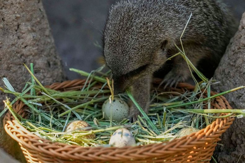 Una suricata inspecciona una canasta con dulces con forma de huevo de Pascua en el zoológico Buinzoo, el domingo 5 de abril de 2026, en Santiago de Chile. (AP Foto/Esteban Félix)