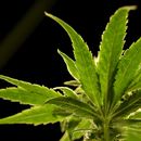 Una planta de marihuana en un dispensario en Egg Harbor Township, Nueva Jersey, el 22 de marzo de 2019. (Foto AP/Julio Cortez)
