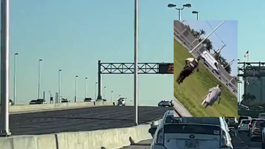 hombre que supuestamente escapo del hospital kendall regional termino atropellado en el florida turnpike