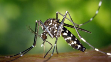 alerta zika: que saber antes de que llegue el verano