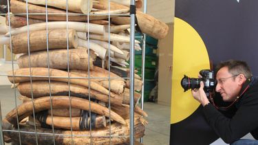 americateve | Un fot&oacute;grafo toma im&aacute;genes de colmillos de marfil decomisados, en el &aacute;rea de carga del aeropuerto de Bruselas, B&eacute;lgica, el martes 8 de abril de 2014. (Foto AP/Yves Logghe)