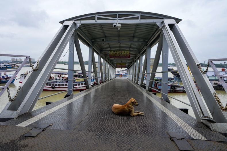 Un perro callejero sentado en un embarcadero vacío sobre el río Hooghly después de que se suspendió el servicio de ferry debido a la llegada de la tormenta tropical Dana, el jueves 24 de octubre de 2024, en Calcuta, India. (AP Foto/Bikas Das)