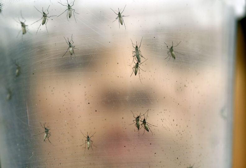 AMN-MED_ZIKA-MOSQUITOS_MODIFICADOS-DATOS-0.jpg