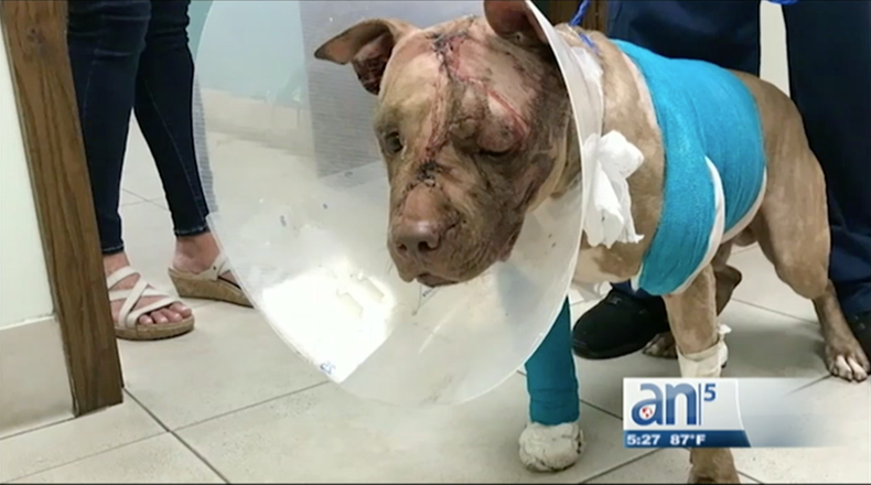 Screen Shot 2017-10-11 at 7.25.58 PM.png