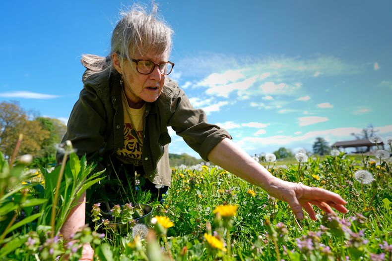 Iris Weaver toma una planta mientras imparte una clase sobre recolección de alimentos silvestres, el 8 de mayo de 2025, en Wenham, Massachusetts. (AP Foto/Robert F. Bukaty)