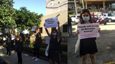 protesta en el ministerio de agricultura de la habana  reclama ley de proteccion animal
